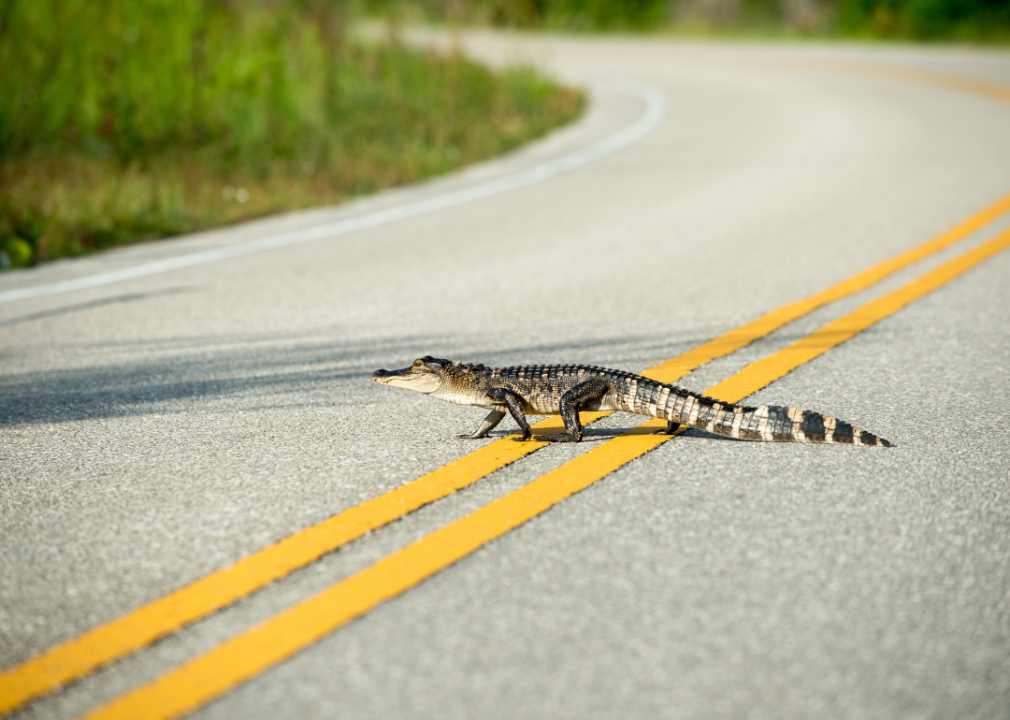 An alligator crossing a road in St. Marks National Wildlife Refuge.