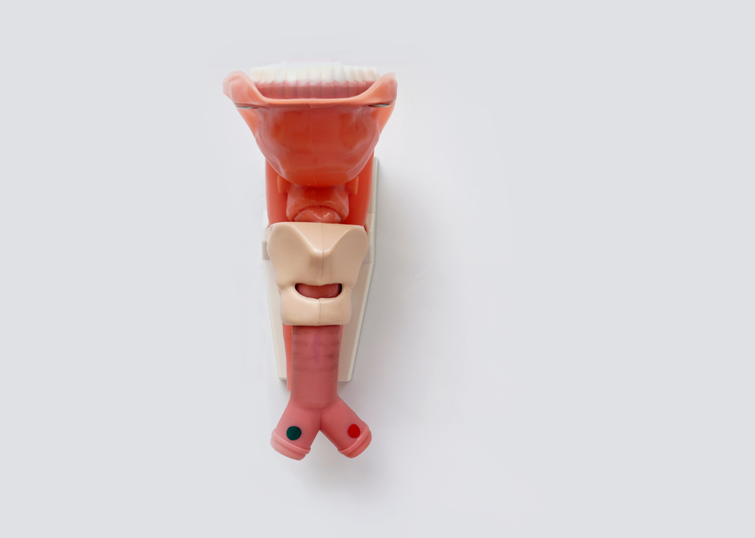 A plastic 3D model of a human larynx.
