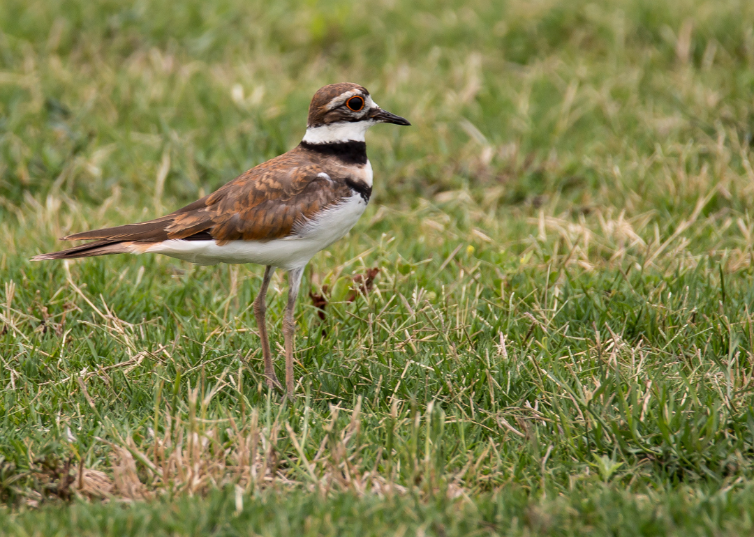 #38. Killdeer (tie)