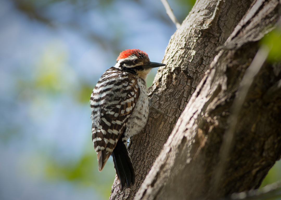 #30. Ladder-backed Woodpecker