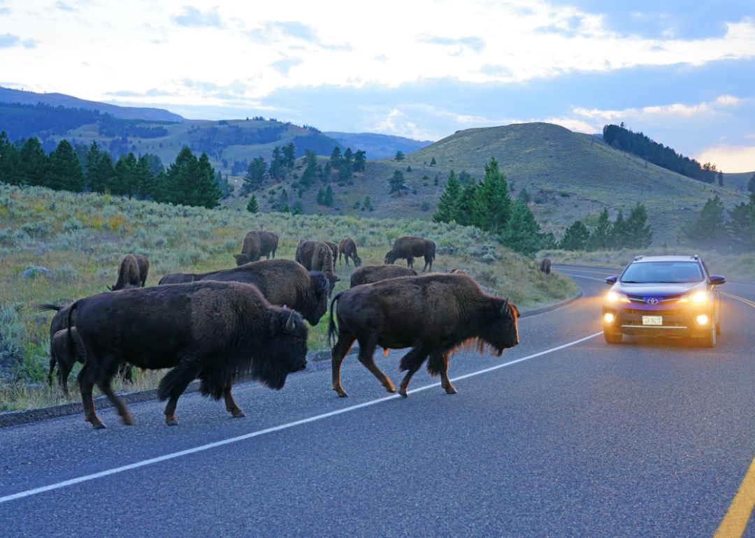 A herd of wild bison crossing a road in front of stopped cars in Yellowstone National Park.