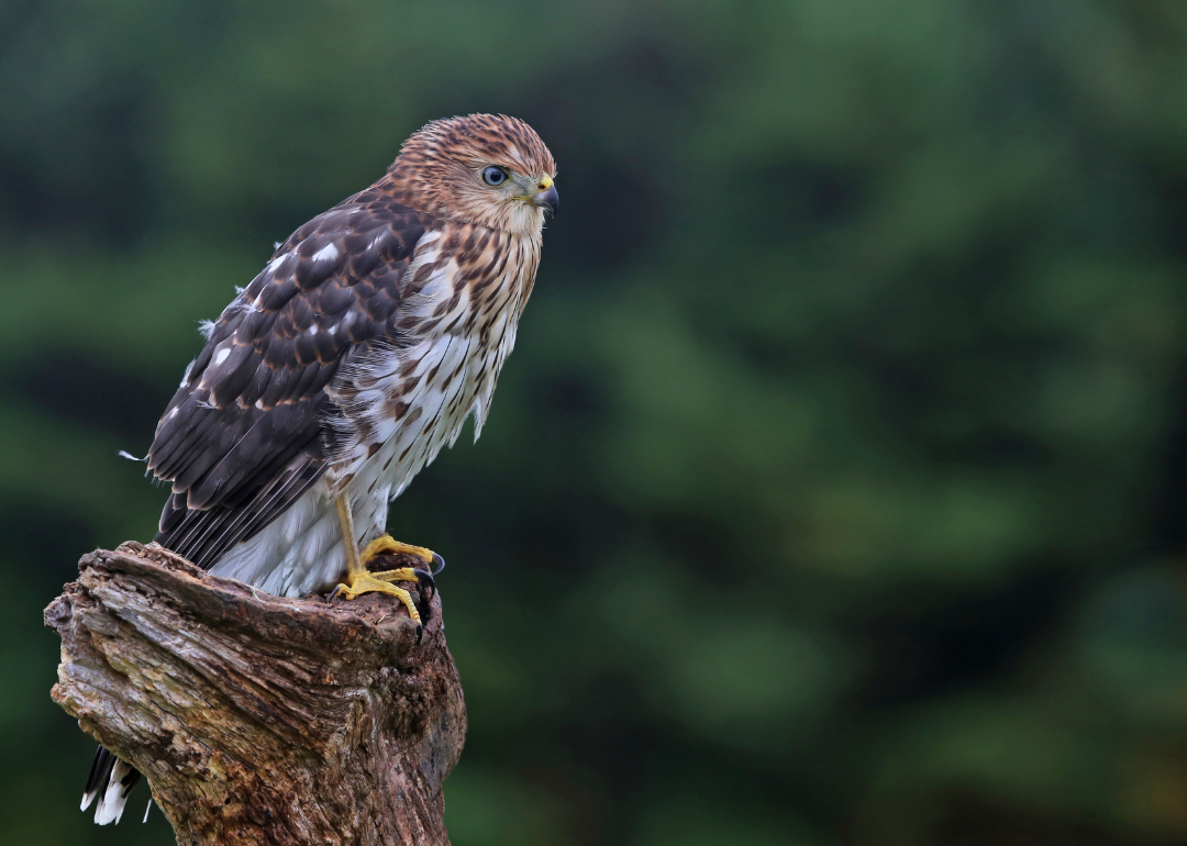 It's National Bird Day! Here Are 50 of the Most Commonly Seen Birds in North Carolina