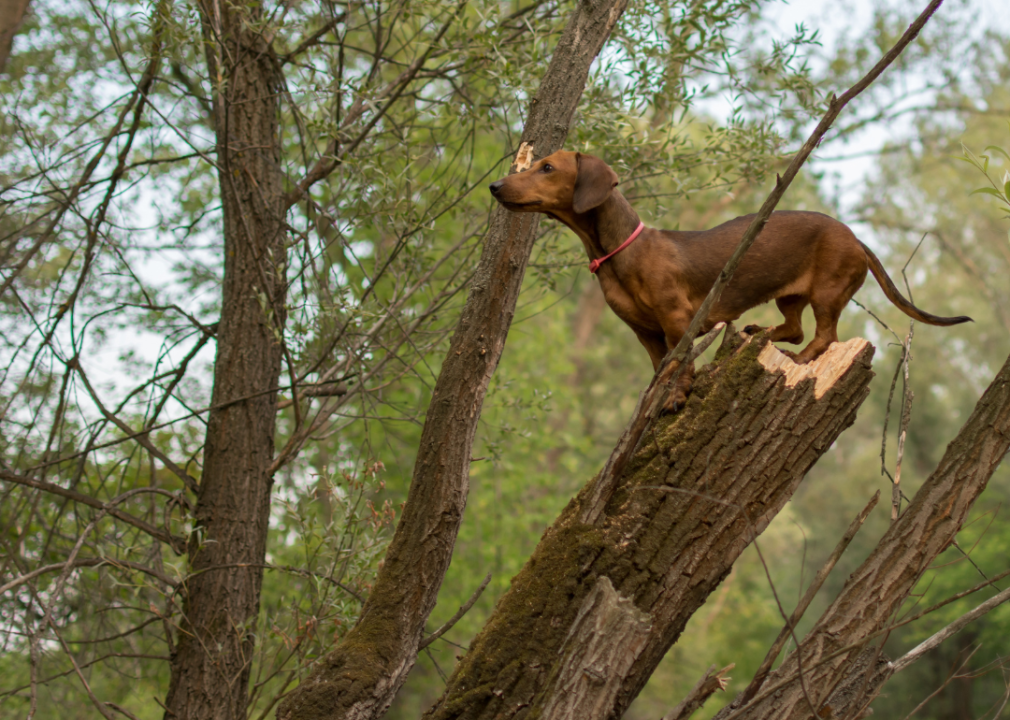 A Dachshund on top of a broken tree trunk