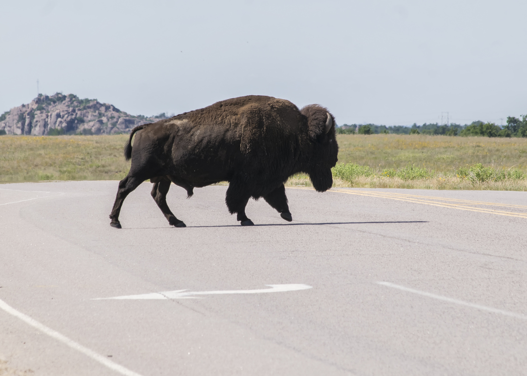 A bison crossing a road in the Wichita Mountains.