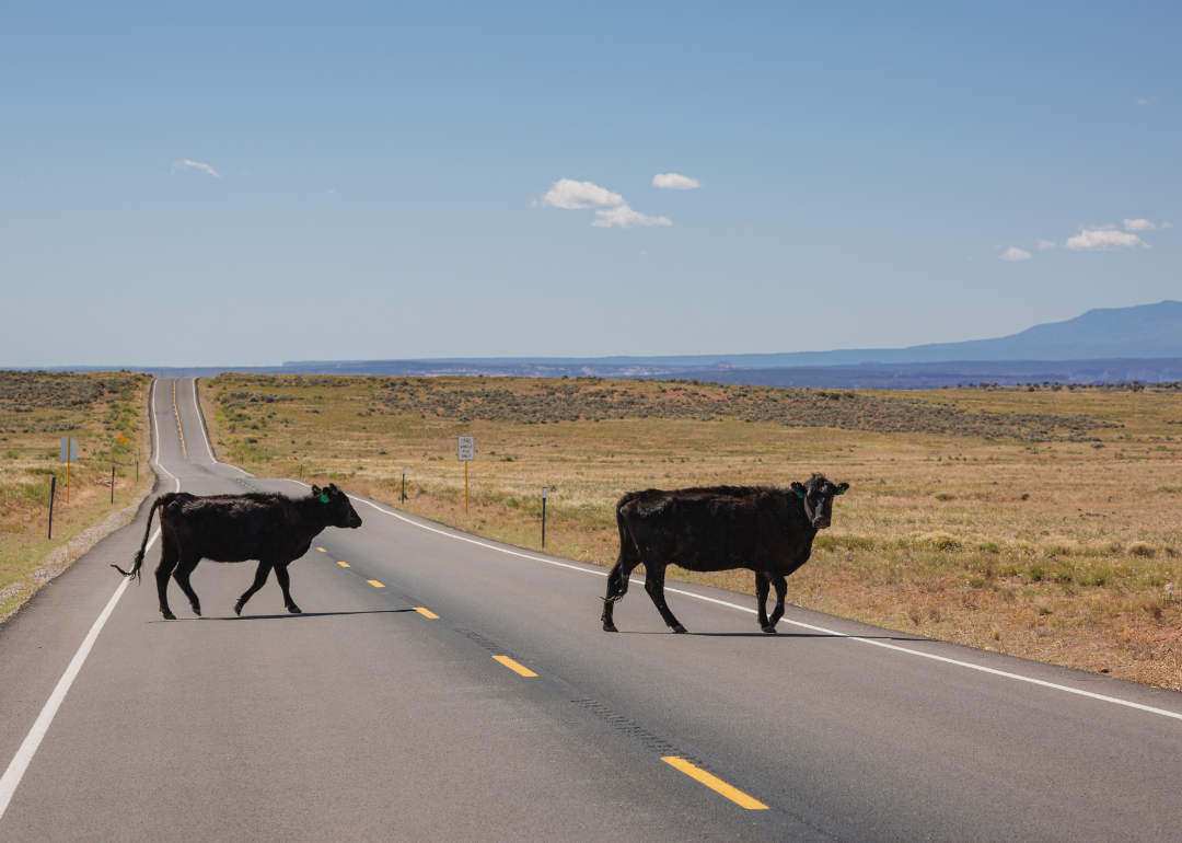 Cattle crossing the desert road in Moab.