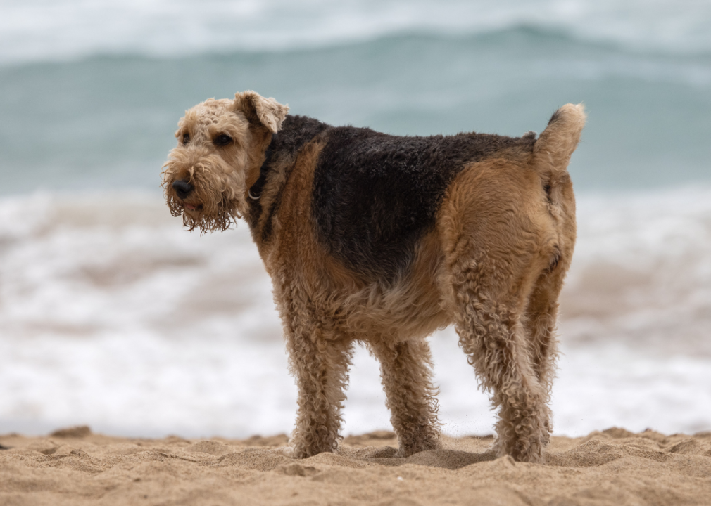 An Airedale Terrier at the beach