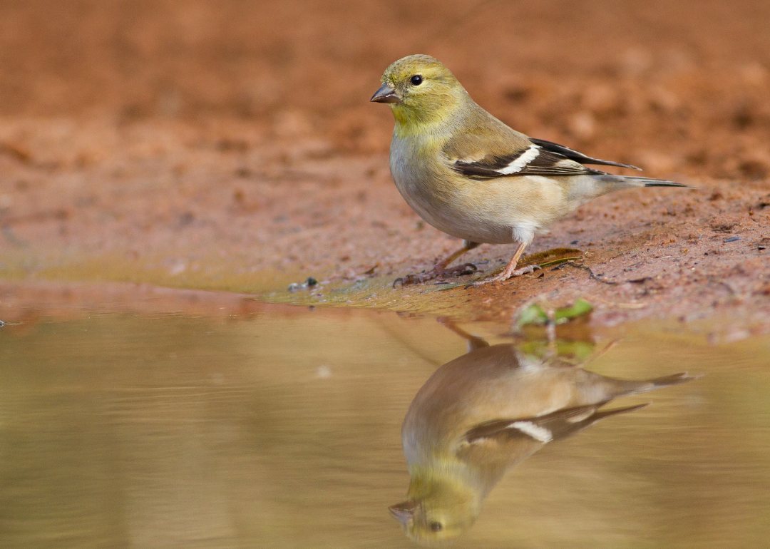 #21. Lesser Goldfinch