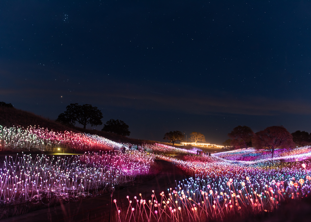 LED lights illuminating a path through the pasture at Light at Sensorio.