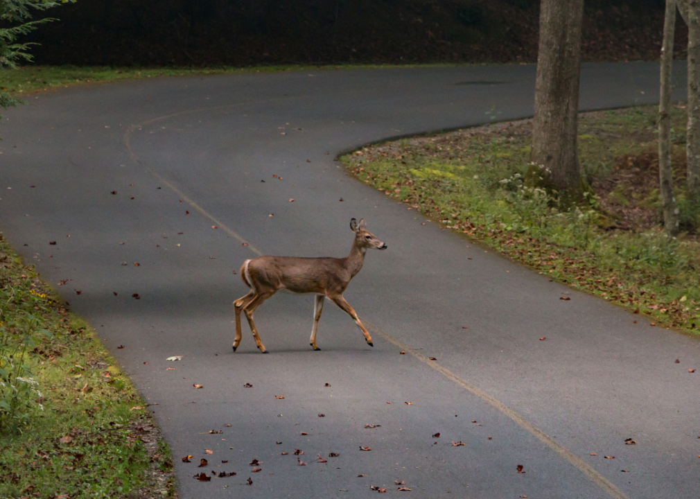 A deer crossing a road.