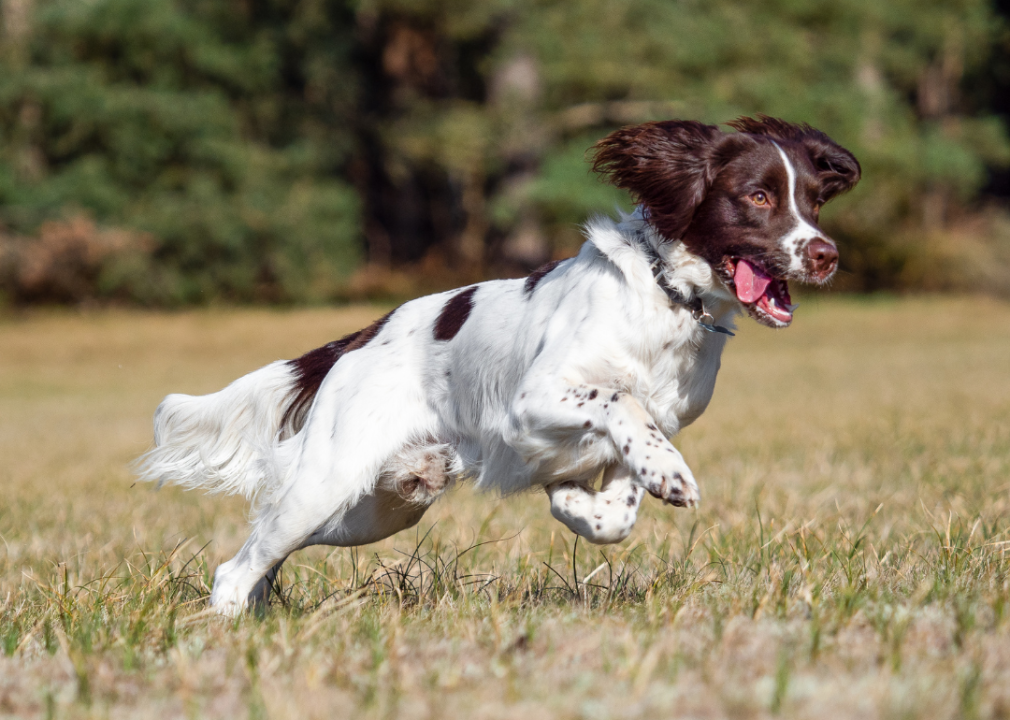 An English Springer Spaniel mid-leap