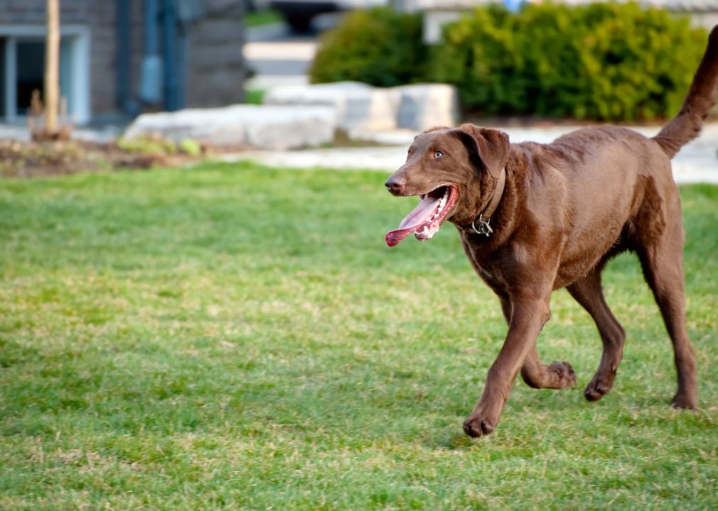 A Chesapeake Bay Retriever running through the grass