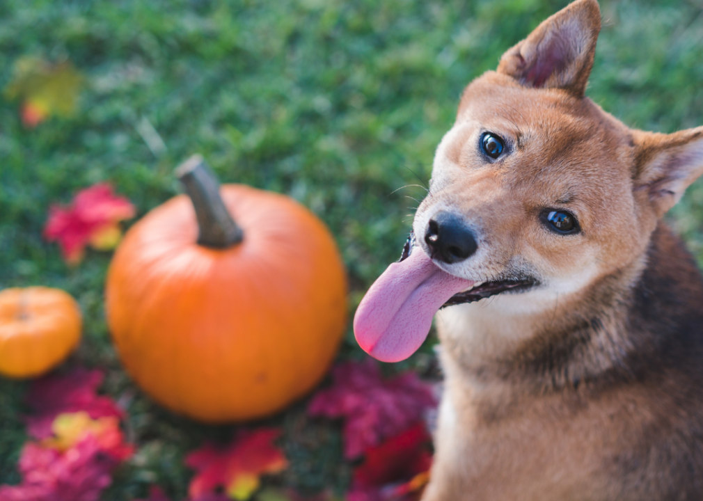 A dog and a pumpkin
