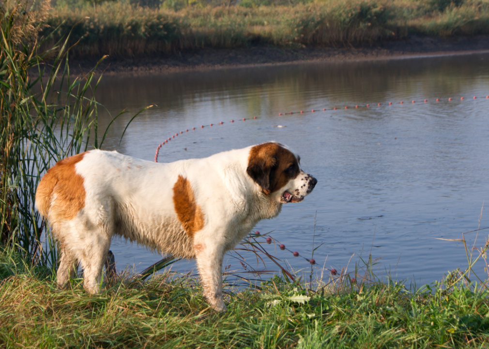 A St. Bernard at a lake