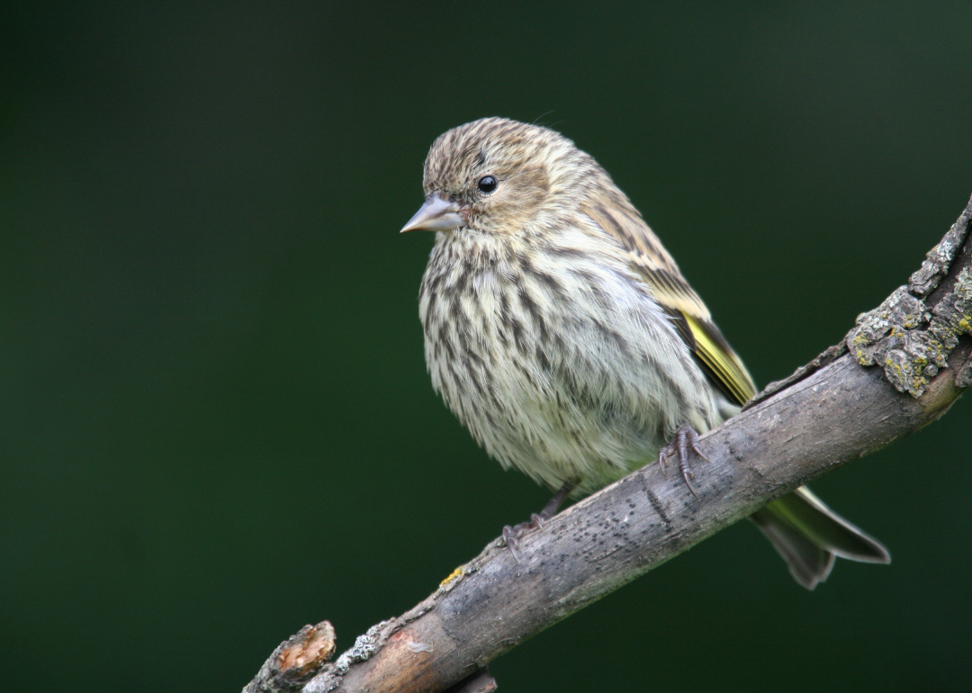 It's National Bird Day! Here Are 50 of the Most Commonly Seen Birds in North Carolina