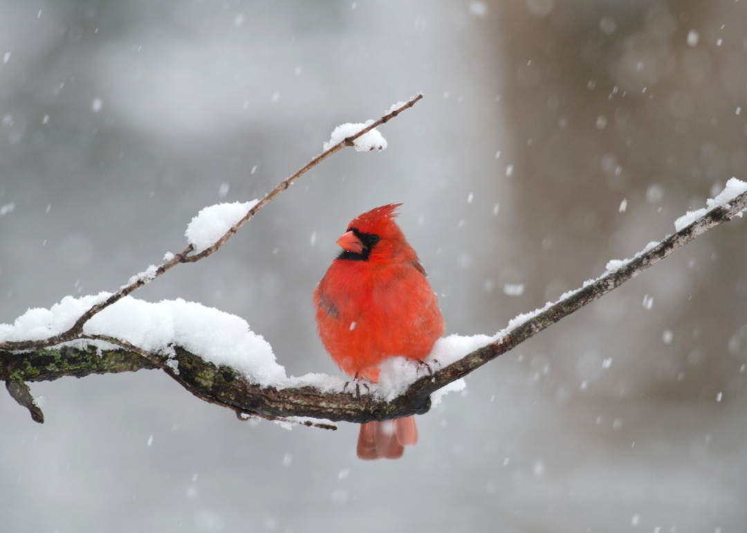 It's National Bird Day! Here Are 50 of the Most Commonly Seen Birds in North Carolina