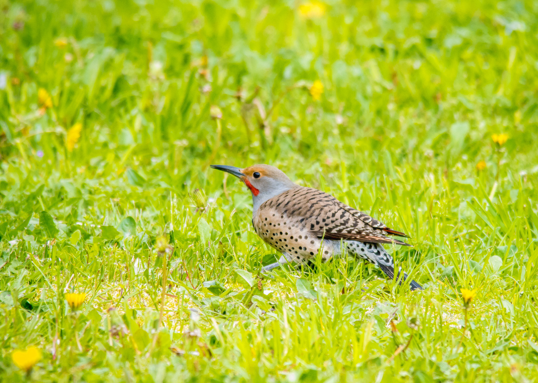 It's National Bird Day! Here Are 50 of the Most Commonly Seen Birds in North Carolina