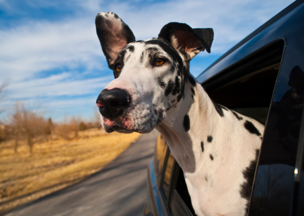 A Great Dane poking its head out a car window