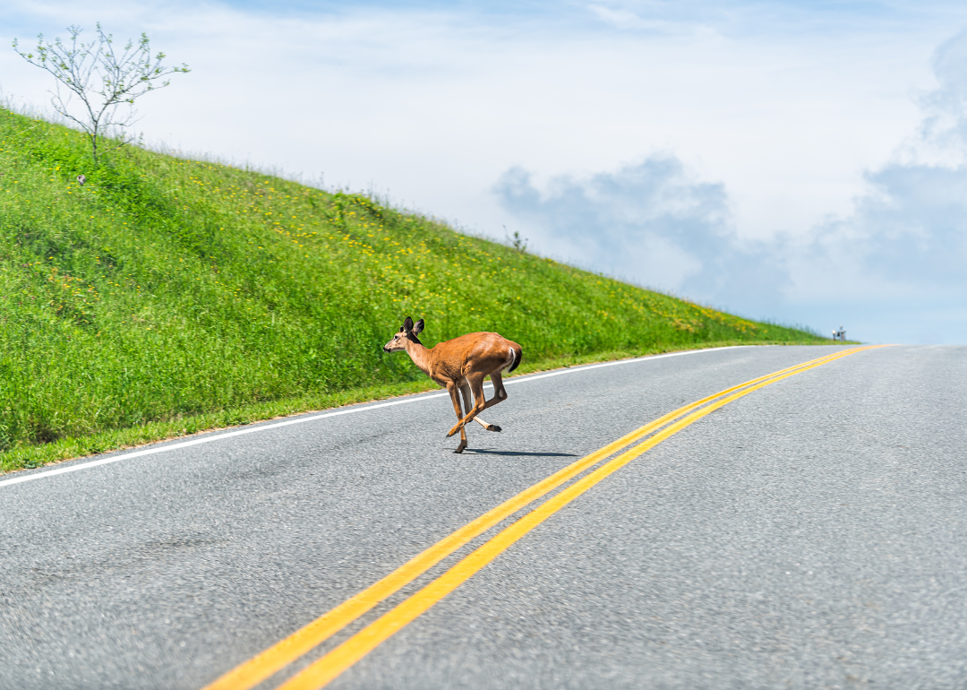 A deer running across a road in Shenandoah National Park.