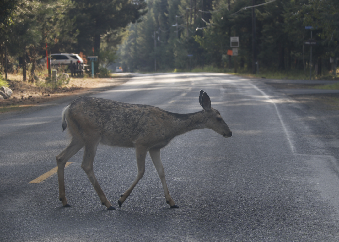 A deer crossing a road in McCall.