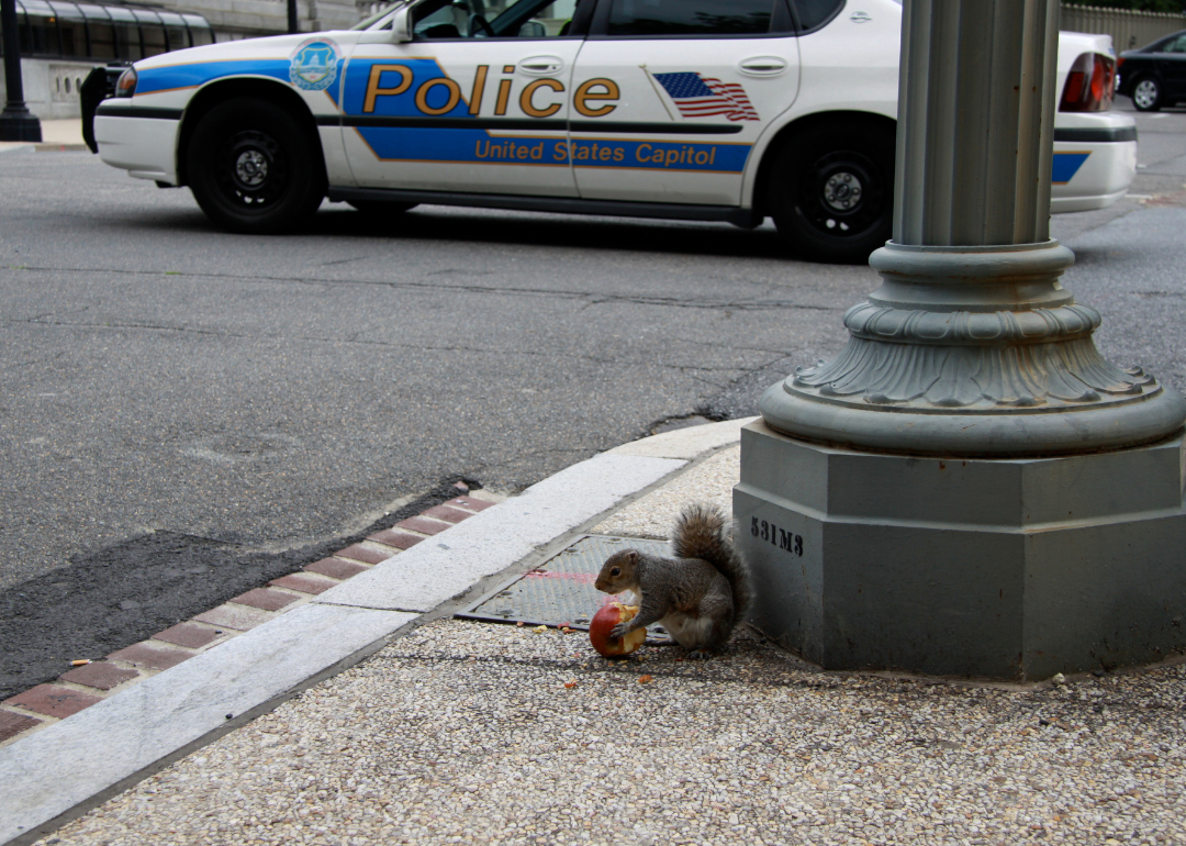 A squirrel eating an apple on the side of a road in the District of Columbia with a police car in the background.