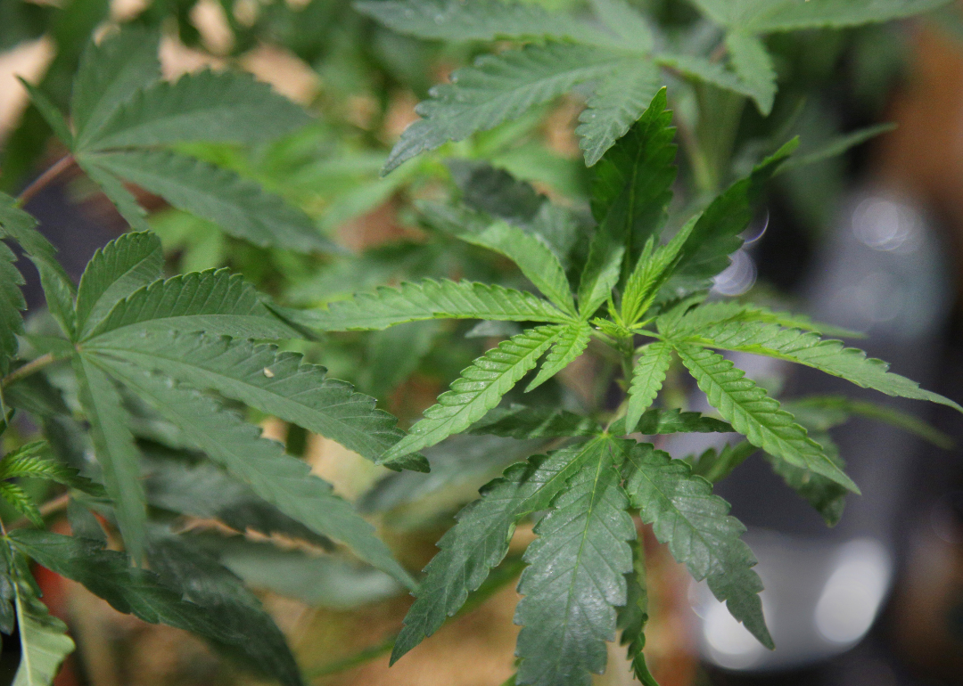 A cannabis plant.