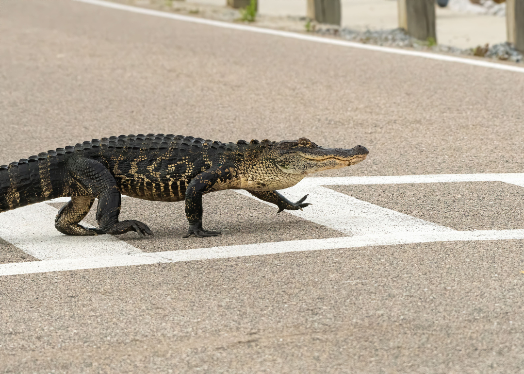 An alligator crossing a road.