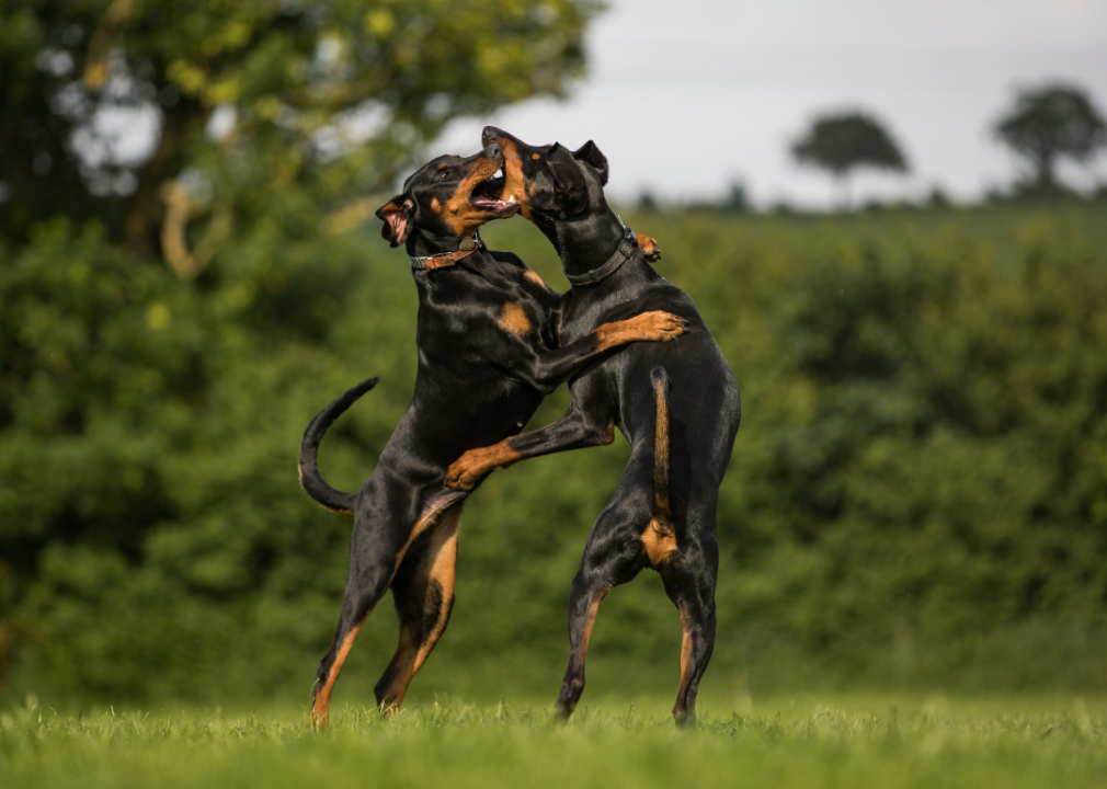 Two Doberman Pinschers playing in the grass