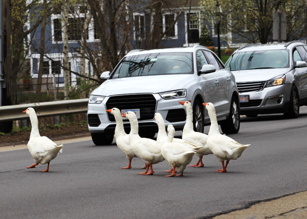 Geese crossing a road while cars are waiting.