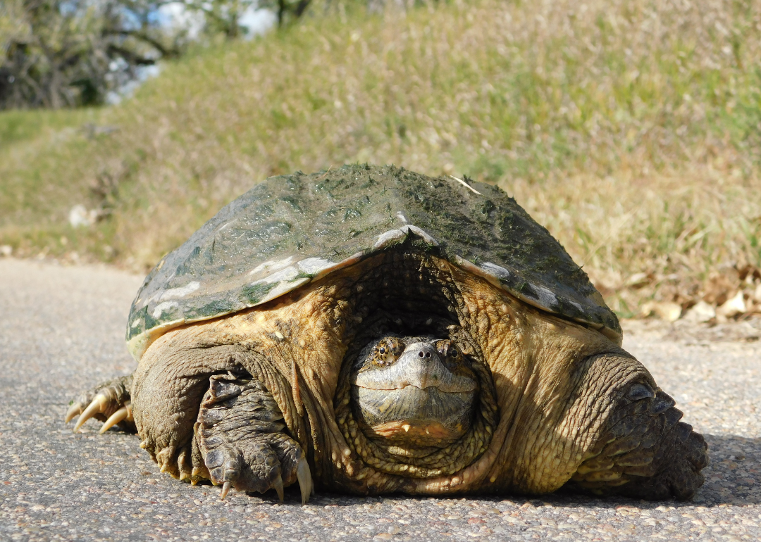 A large snapping turtle crossing a road.