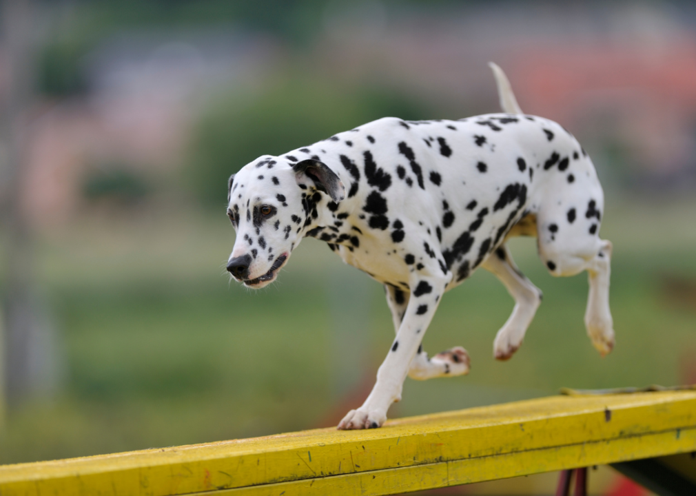 keller on X: CLASSIFIQUE O SEU PET Raça: vira lata igual todos, já vi 35  cachorros IDÊNTICOS a ela nome: Mai beleza: 7/10 inteligência: 2/10 🤓  raiva: 0/10 absurda de amigável e