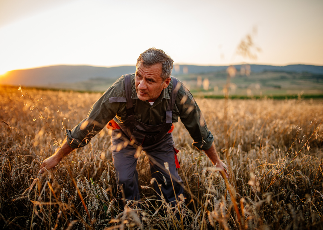 An agricultural worker in a wheat field.