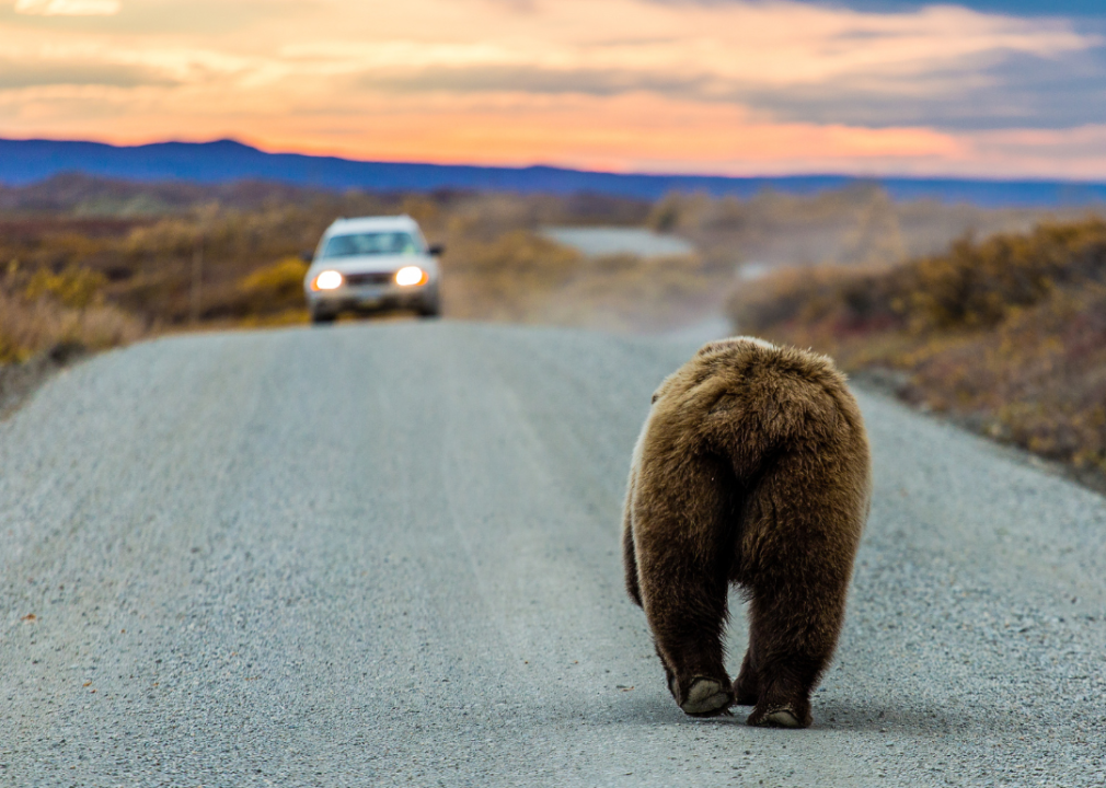 A large grizzly bear walking off into the sunset and toward a car on a road in Denali National Park.