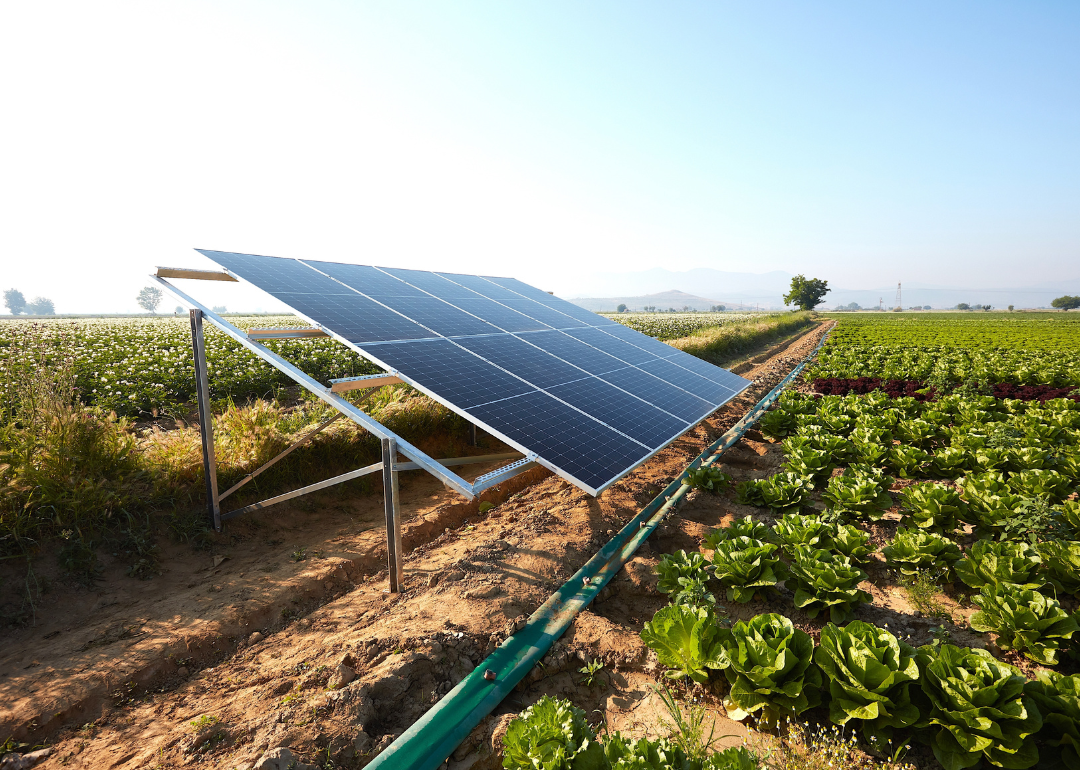 A lettuce field irrigated with solar energy in Turkey.