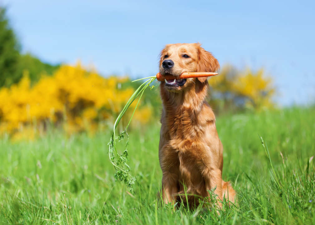 A golden retriever with a carrot