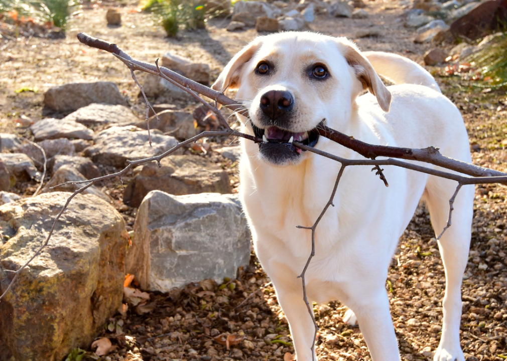A Labrador Retriever holding a stick in its mouth