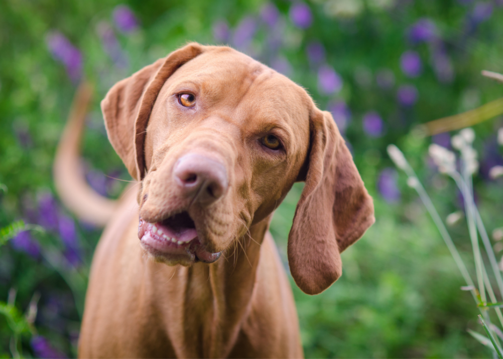 How well do you know your dog breeds? The sun shines as three dogs go on a walk with a dog walker.