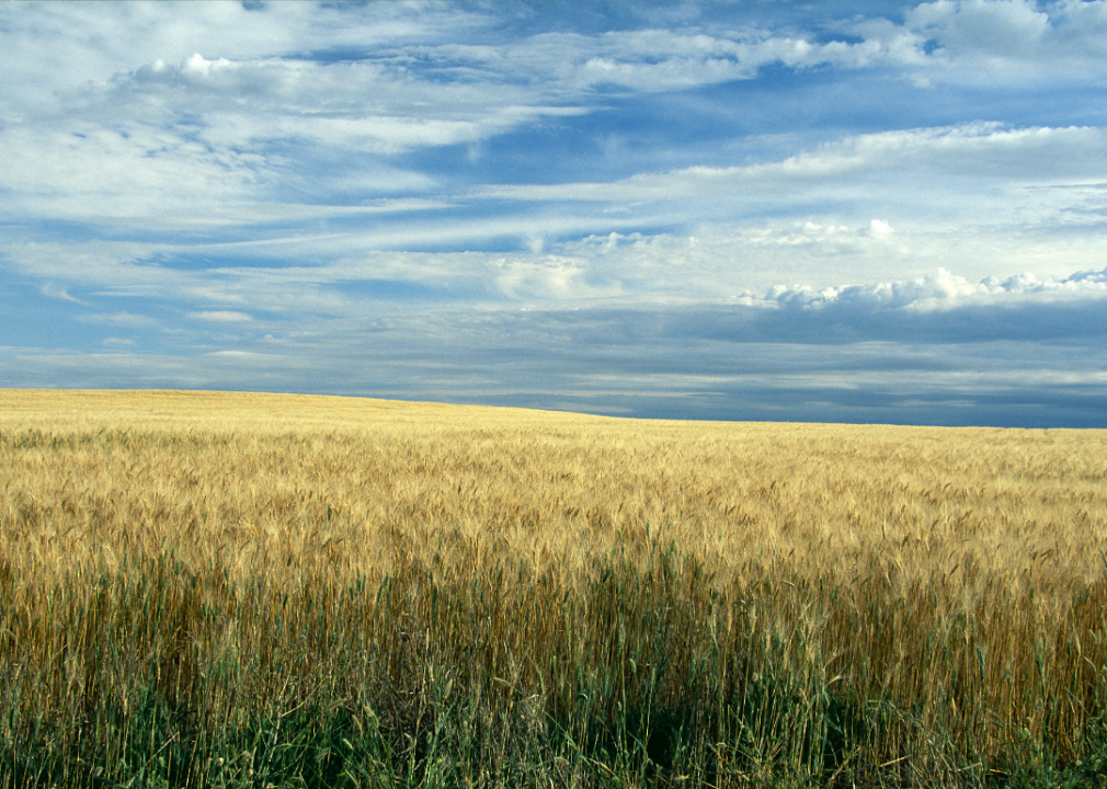 Arizona Farms Bring in Tons of Money. Here Are the 14 Most Valuable Crops.