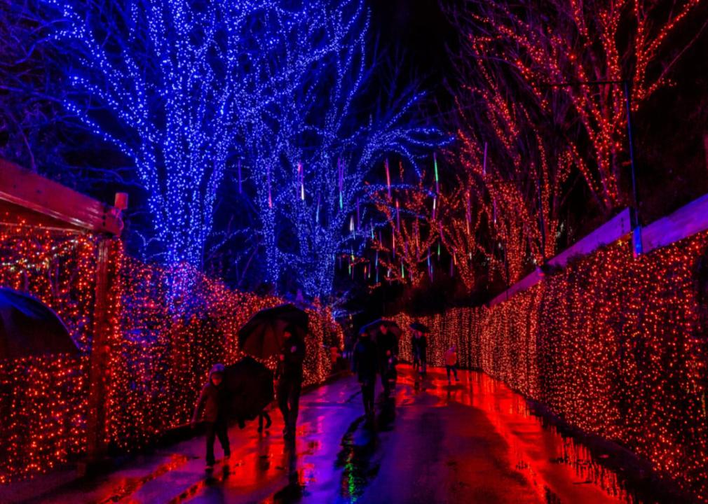 People with umbrellas walk through Portland Zoo during Zoo Lights.