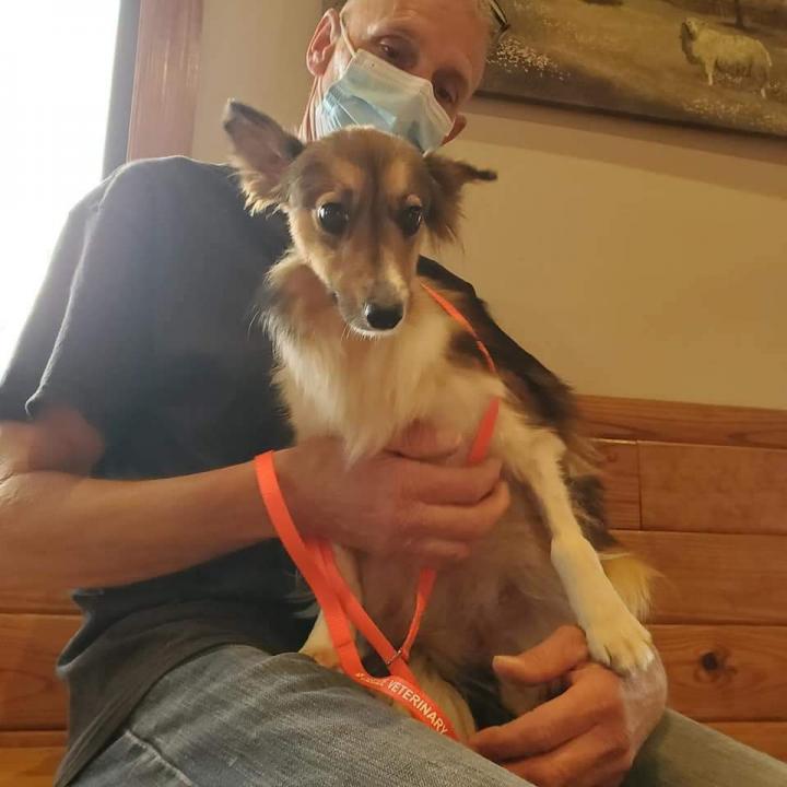 Lassie