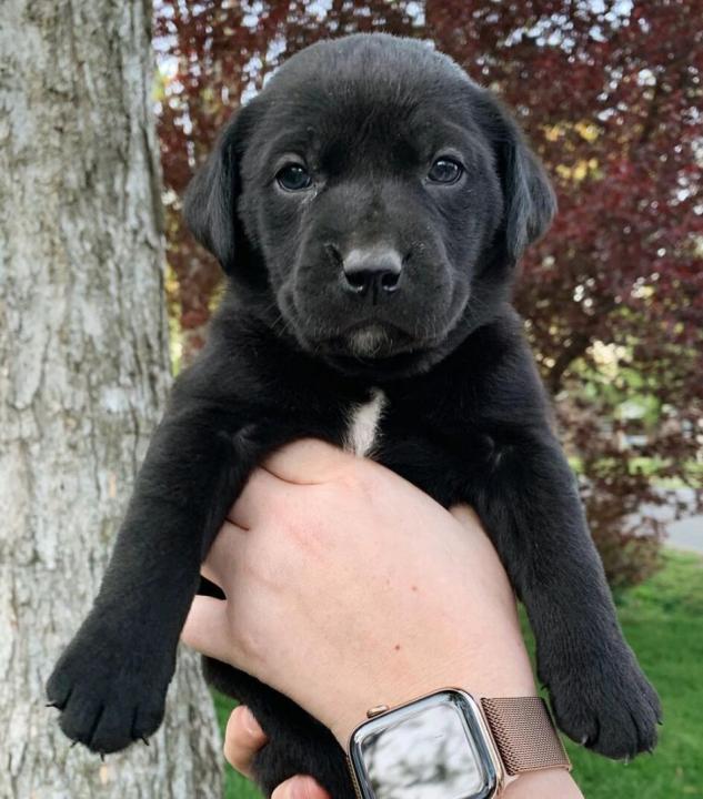 The Designer Litter
