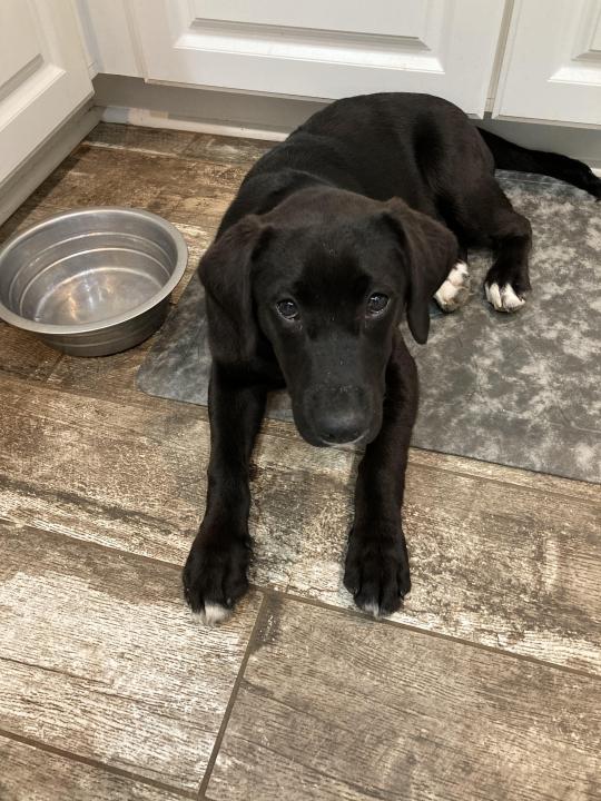 Sophie