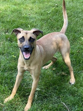 Dogs Available For Adoption In Dayton Wdtn Com