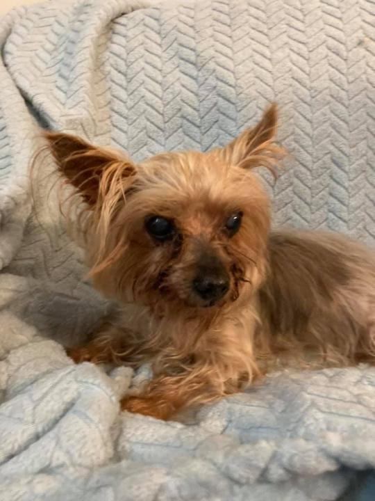 Dogs available for adoption in Dayton