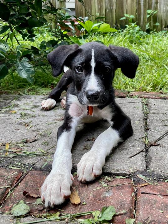 Ted
