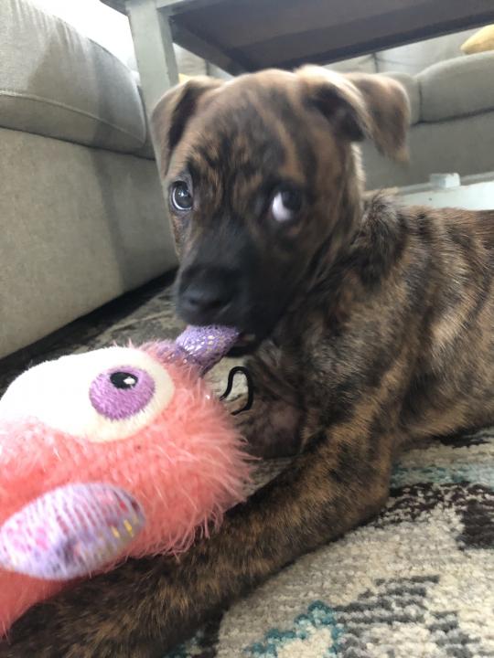 Xena