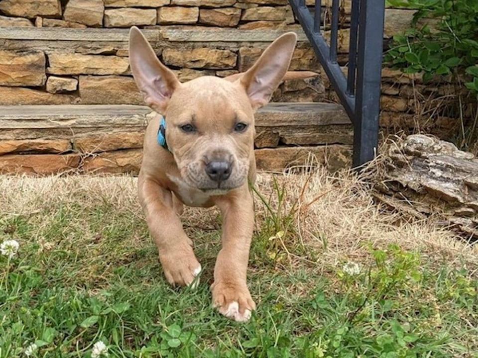 Cheyenne