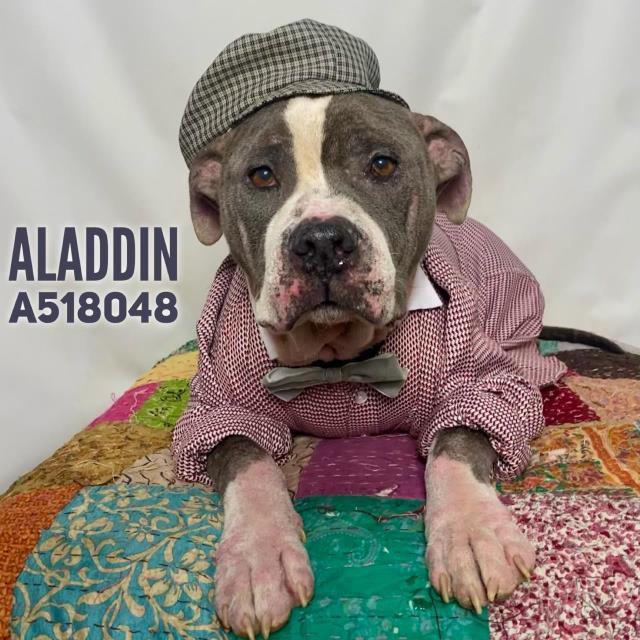 Aladdin