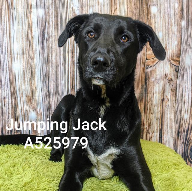 Jumping Jack
