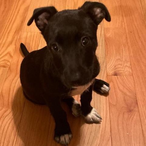 Roo