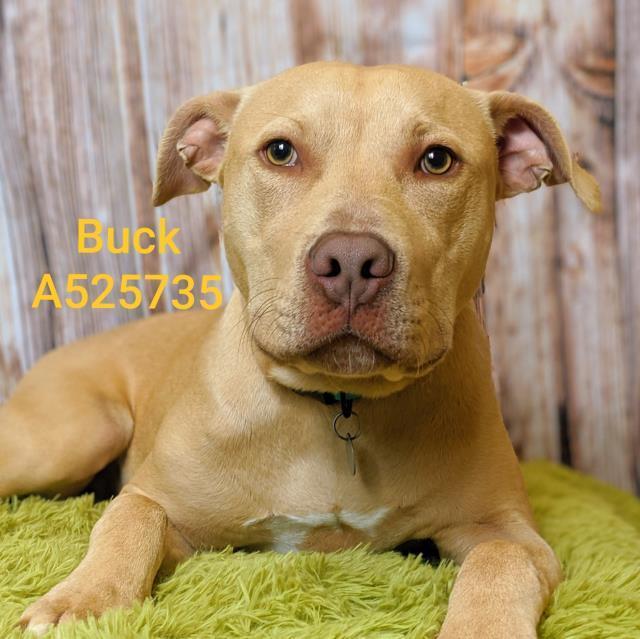 Buck